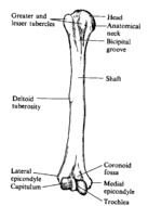 Skeletal System Humerus