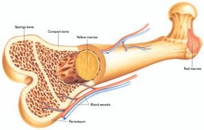 bone marrow to bone