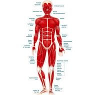 Human Body Muscular System For Kids