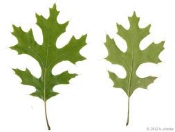 Pin Oak Leaves Identification