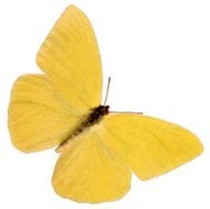 Yellow Butterfly