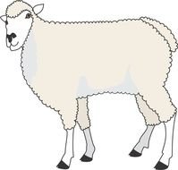 grey Sheep drawing