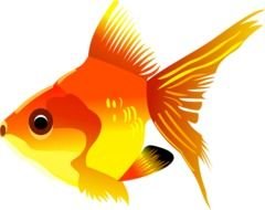 cute Gold Fish drawing