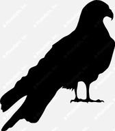 Falcon And Hawk Silhouette