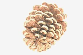 Pine Cone drawing