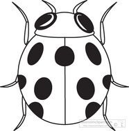 Black And White Ladybug Clip Art N8