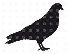 Pigeon Silhouette