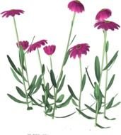 Free High Resolution Clip Art N16