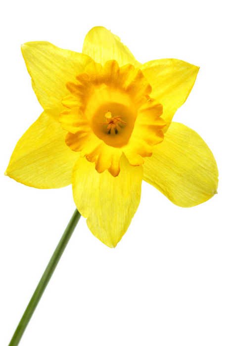 daffodil as a picture for clipart