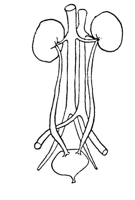 human excretory system