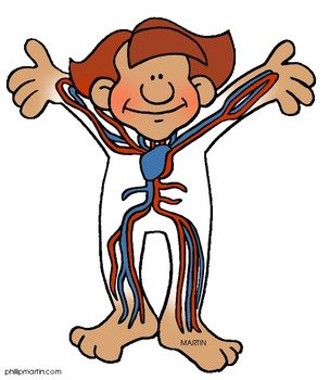 Circulatory System Clip Art N4