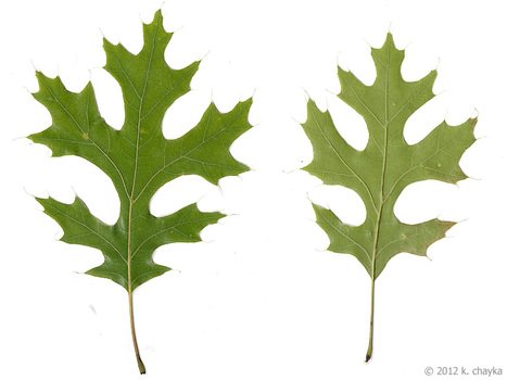 Pin Oak Leaves Identification
