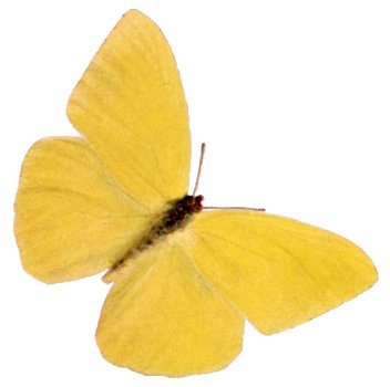Yellow Butterfly