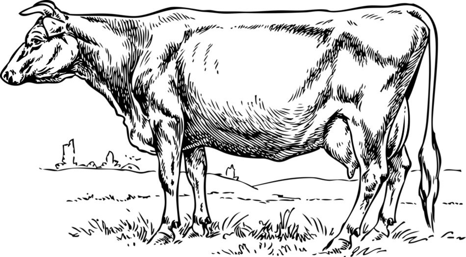 Black and white drawing with the landscape with the cow clipart