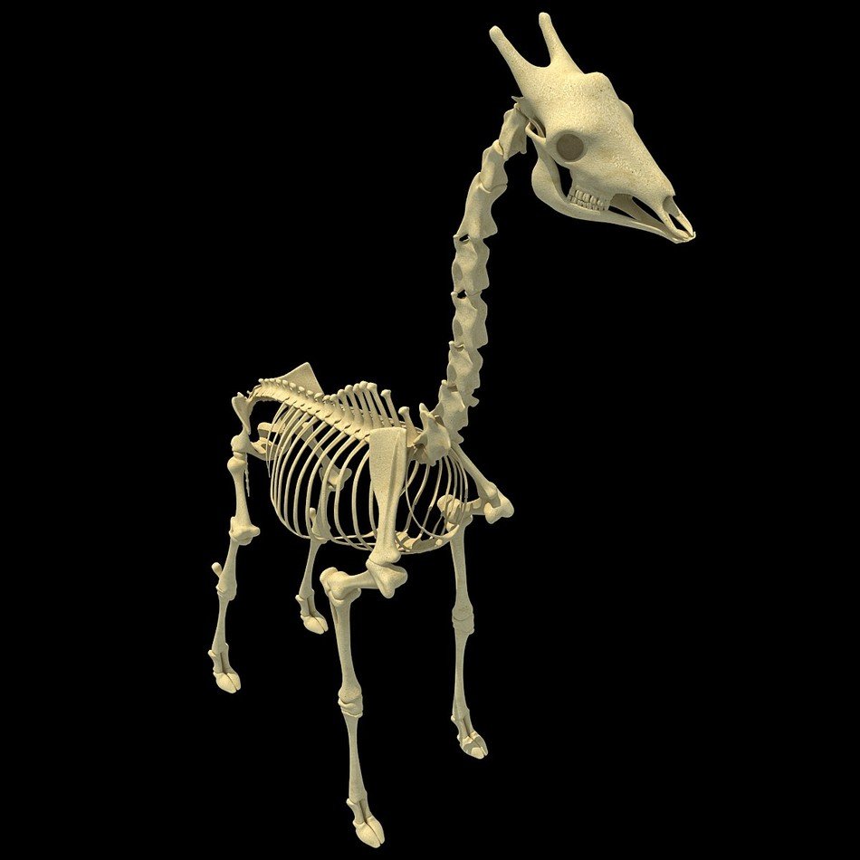 giraffe skeleton, render