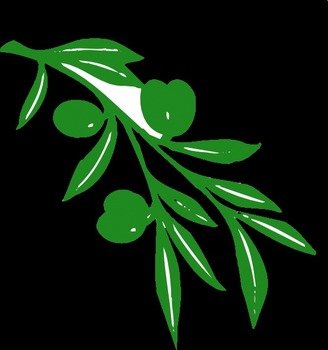 Olive Tree Branch