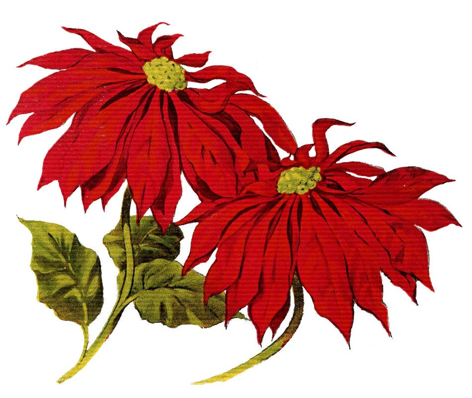 two red flowers as a vintage image