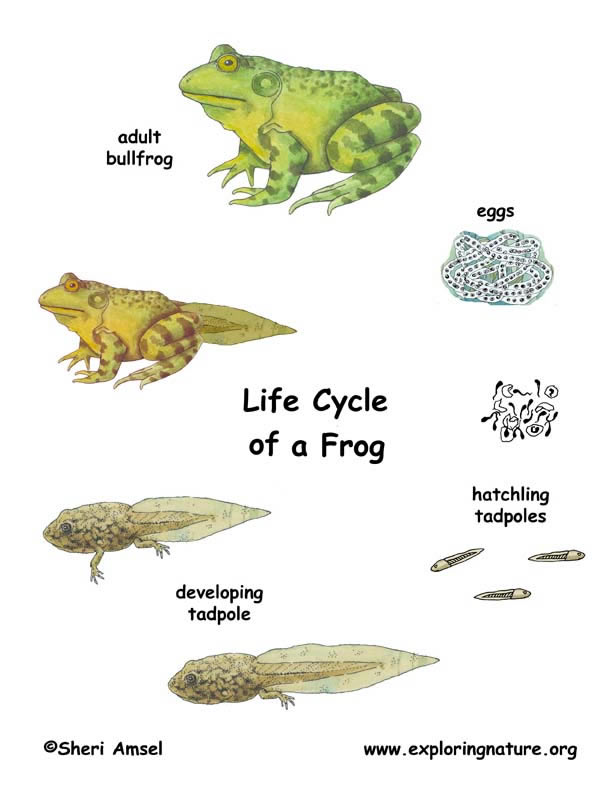 painted life cycle of a frog