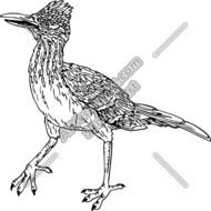 Road Runner Bird Clip Art N5