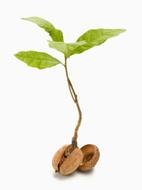 Sprouting Seed drawing