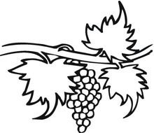Grape Vine Coloring Page N2