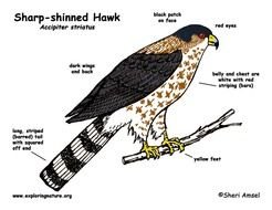 Sharp Shinned Hawk