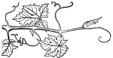 clipart of the Grapes And Vines
