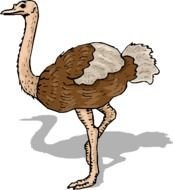 Ostrich Clip Art N7