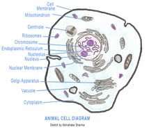 Animal Cell Diagram Labeled