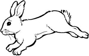 Rabbit as a graphic illustration