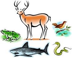 Animal Classification