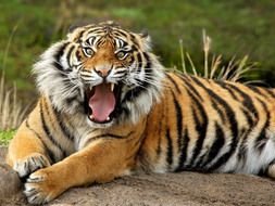 a growling lion lies on the ground