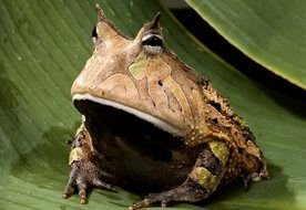 Amazonian Horned Frog on a Green Leaf