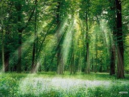 magical forest in summer