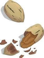 Clipart of Nuts