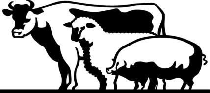 Livestock, pig, ship and cow, drawing