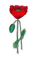 Poppy Flower Clip Art drawing