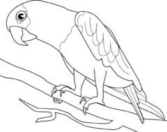 Parrot Coloring Pages