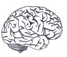 human brain sketch on a white background