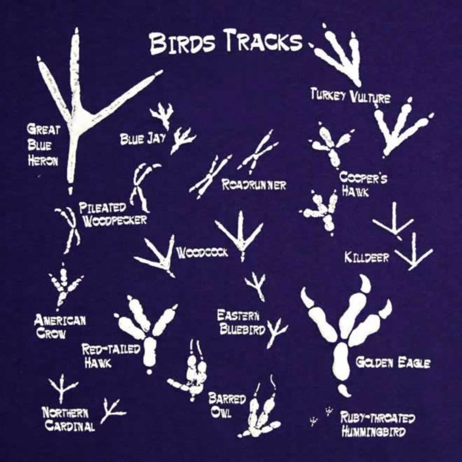 Bird Tracks