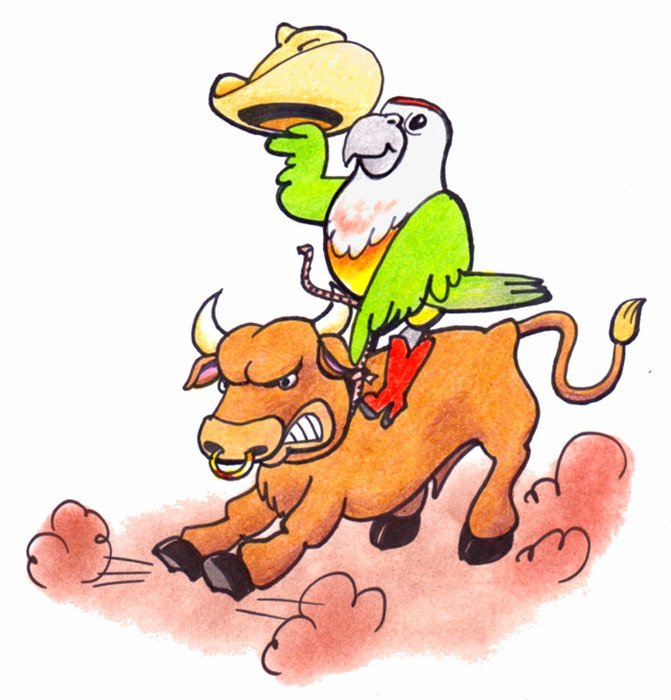 Mexican Bull Riding Cartoon