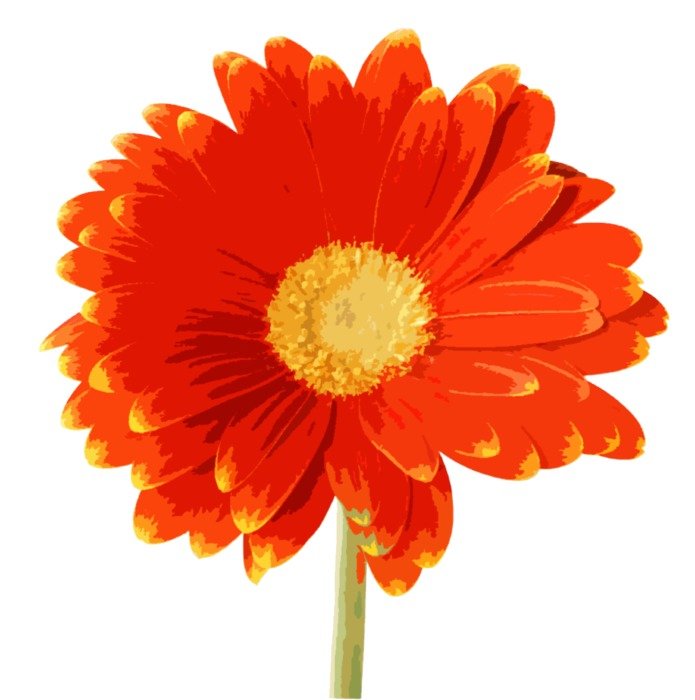 large image of an orange gerbera