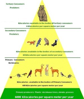 Temperate Deciduous Forest Food Pyramid