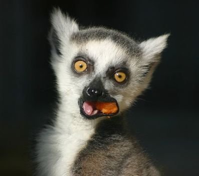 Endangered Rainforest Animals