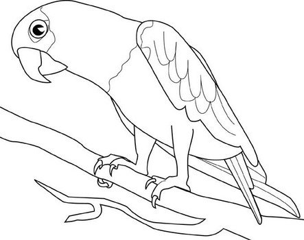 Parrot Coloring Pages