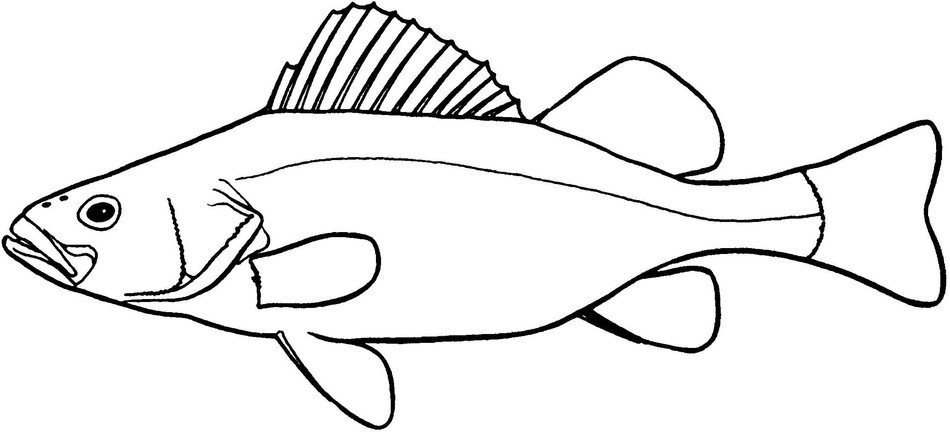 Black Catfish Drawing