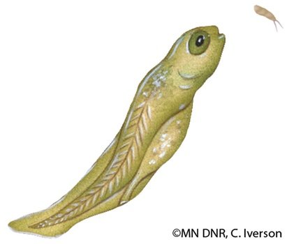 Northern Pike Clip Art N4