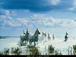 running horses on white sand