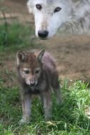 photo of a white she-wolf and gray wolf