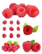 1085 1072 1073 1077 1083 1086 1084 1092 Red Raspberry On The Withe Background